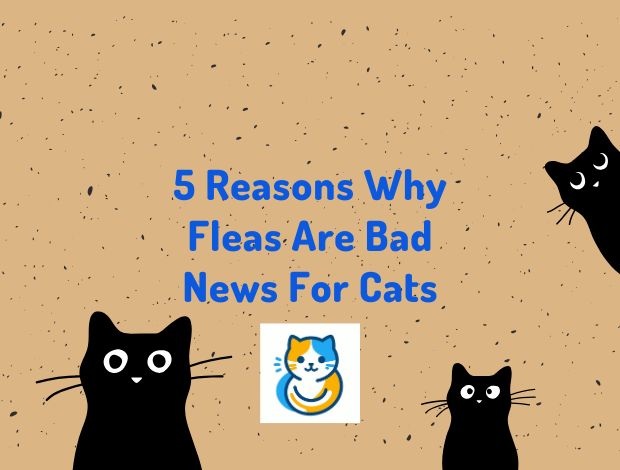 Reasons Why Fleas Are Bad News For Cats