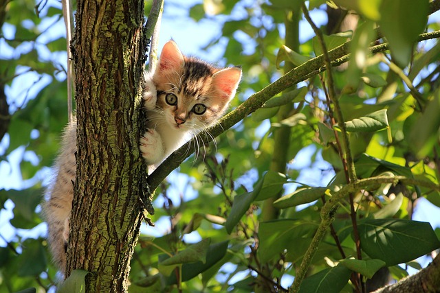 Facts about American shorthair cats