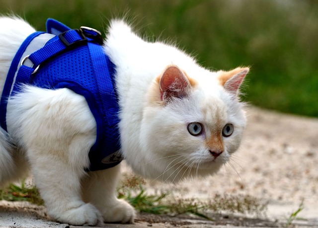 A nervous cat on a harness A nervous cat on a harness