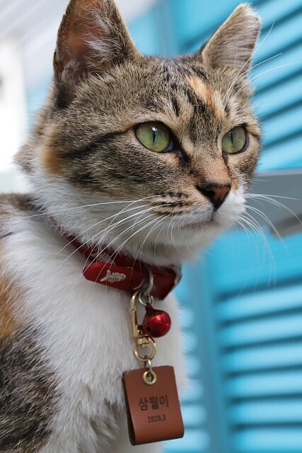 What if a cat escapes your travel trailer?