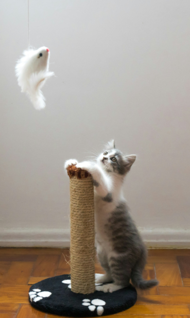 Cats and Scratching Posts
