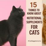 Nutritional Supplements For Cats Feature Image