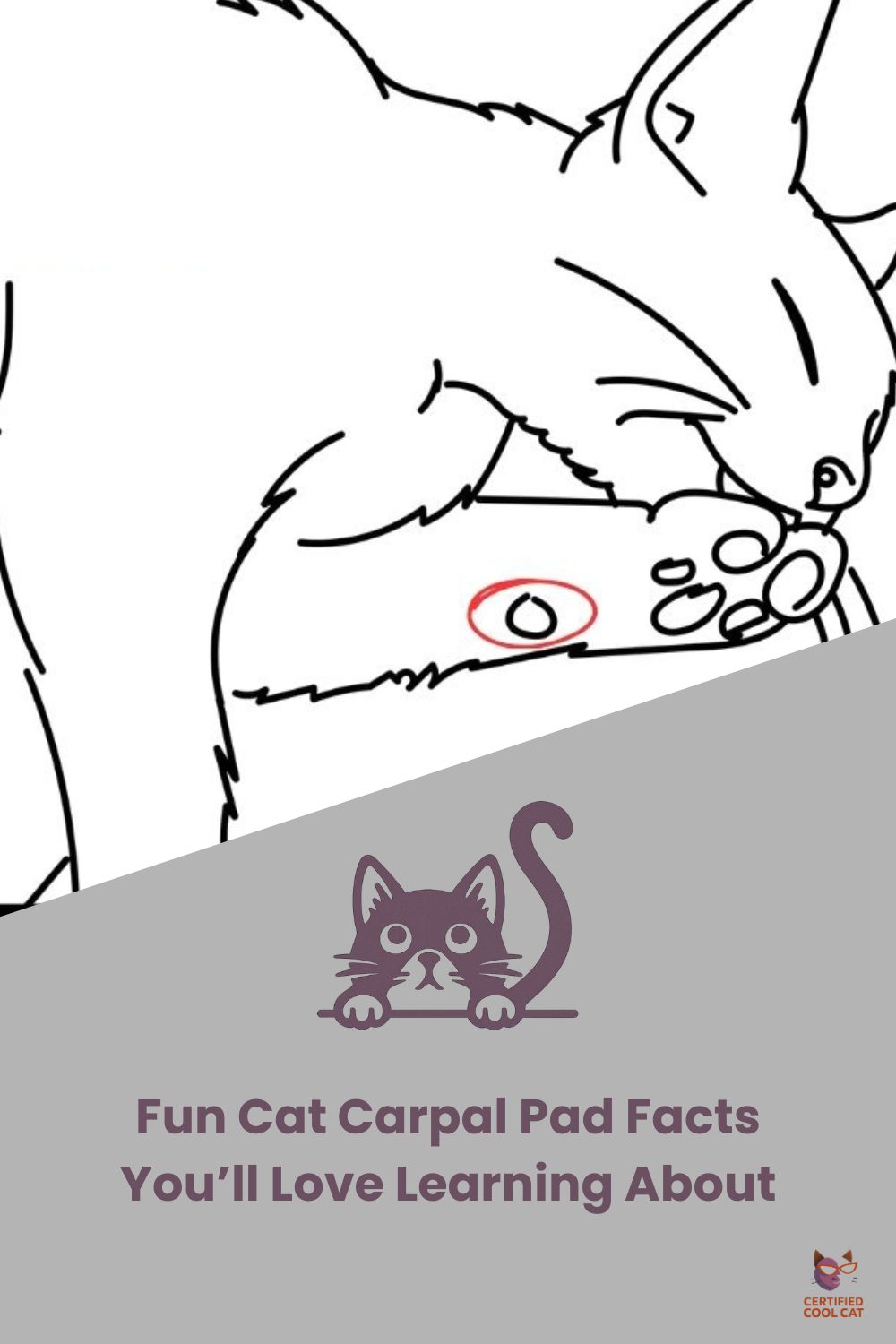 Cat Carpal Pad Facts Main Post Image