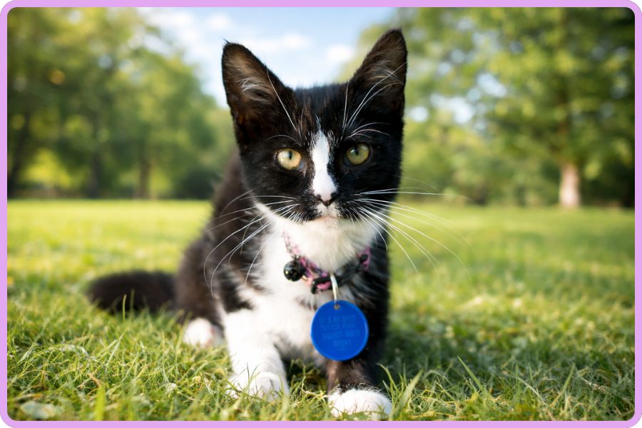 This is how to keep outdoor cats safe no matter what 