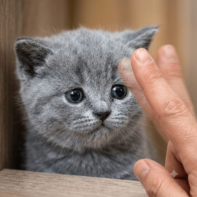 Finger wagging toward a nervous kitten, showing not to punish cats for anxious behaviour. Another tip for fireworks anxiety solutions for cats.